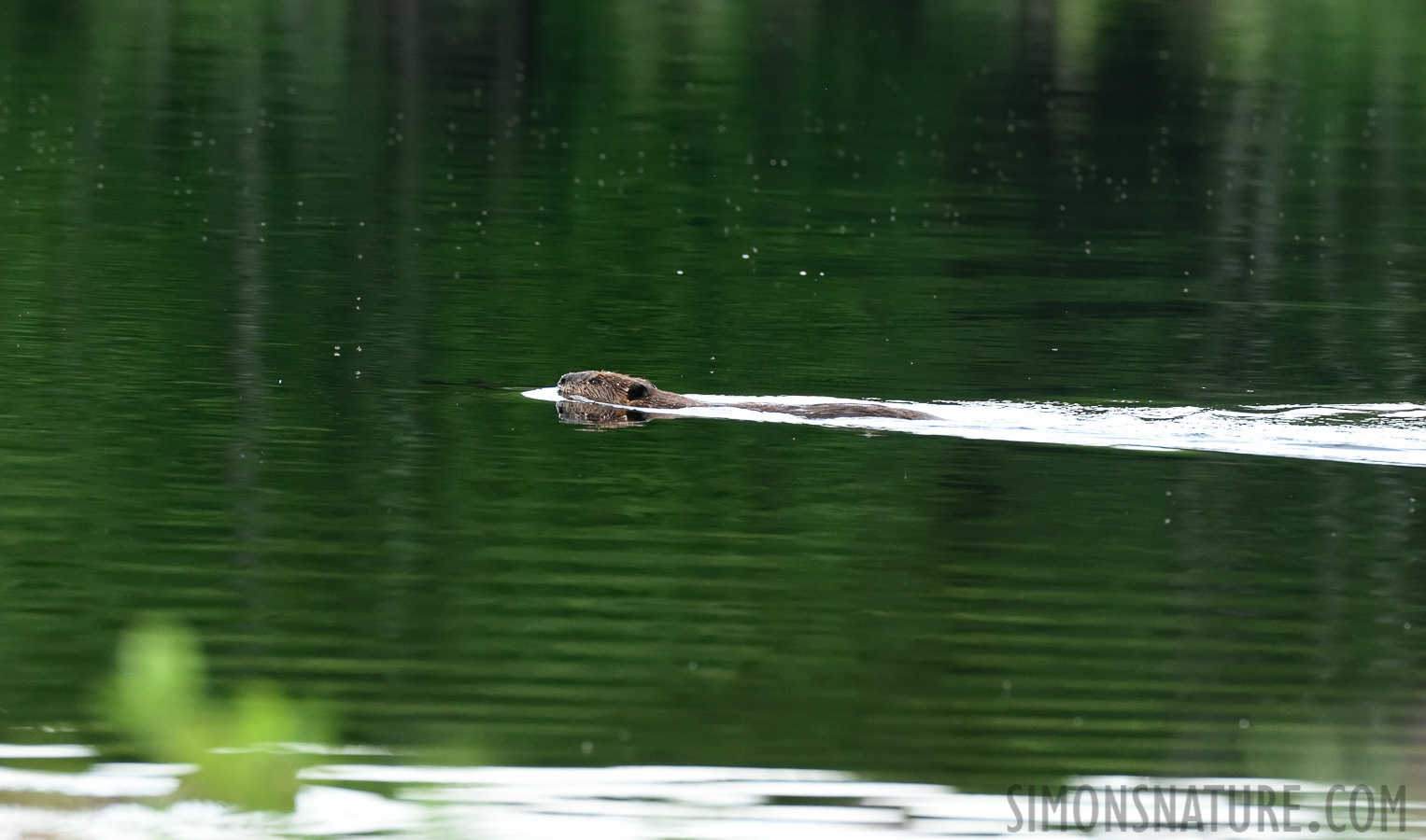 Castor canadensis [400 mm, 1/500 sec at f / 7.1, ISO 2000]